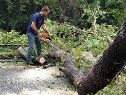 Professional Tree Removal Services in Sheridan, IN