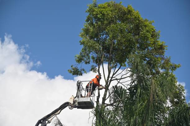 Best Residential Tree Removal  in Sheridan, IN